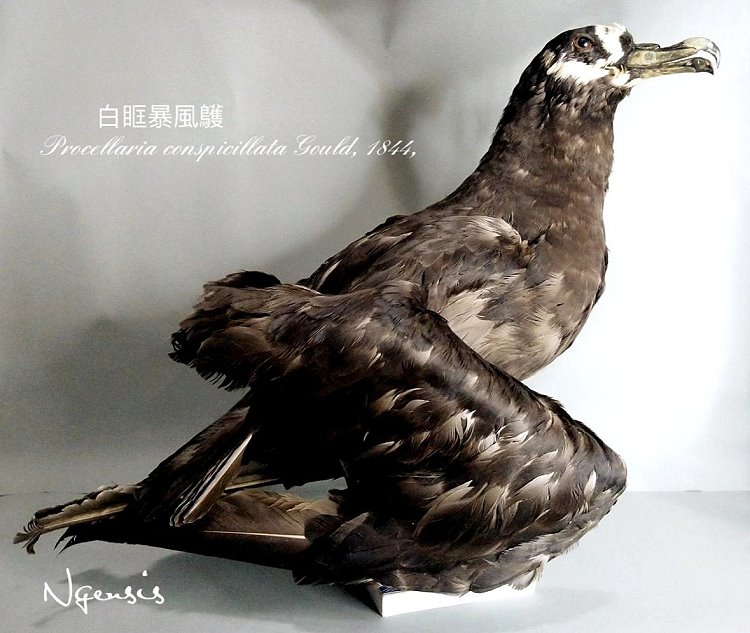 彼岸花工作室~ 生命永恆: 擬態標本的歷史Eternal life