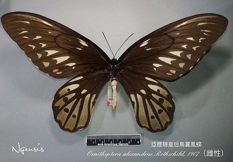 ぼうぼう工房 オナガの羽