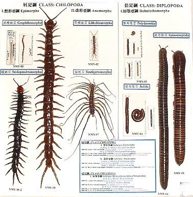 延陵動物志 多足類動物 Fauna Ngiana Myriapoda