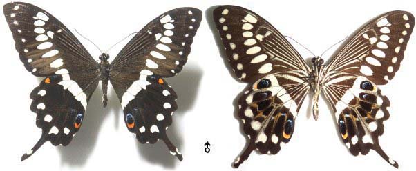 延陵蝶類志- 鳳蝶科Family: Papilionidae