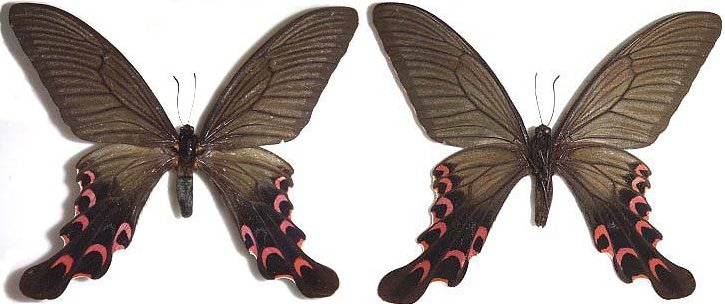 延陵蝶類志- 鳳蝶科Family: Papilionidae
